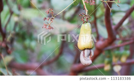 Flawed cashew nut fruits with scars and marks which were caused by disease and lack of fertilizer and water Flawed cashew nut fruits with scars and marks which were caused by disease and lack of fertilizer and water 113183386