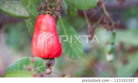 Flawed cashew nut fruits with scars and marks which were caused by disease and lack of fertilizer and water 113183387