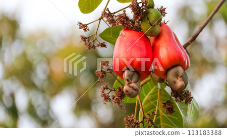 Flawed cashew nut fruits with scars and marks which were caused by disease and lack of fertilizer and water Flawed cashew nut fruits with scars and marks which were caused by disease and lack of fertilizer and water 113183388