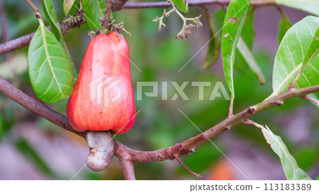 Flawed cashew nut fruits with scars and marks which were caused by disease and lack of fertilizer and water Flawed cashew nut fruits with scars and marks which were caused by disease and lack of fertilizer and water 113183389