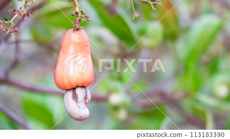 Flawed cashew nut fruits with scars and marks which were caused by disease and lack of fertilizer and water 113183390