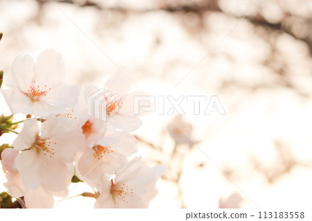 Cherry blossoms illuminated by light and full of transparency Cherry blossoms illuminated by light and full of transparency 113183558