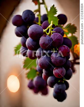 Realistic grapes wine coziness neutral colors detailed 113183884
