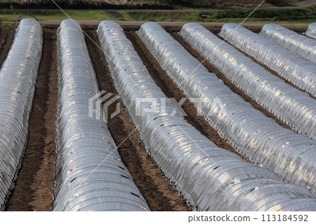 Vinyl greenhouse for watermelon cultivation 113184592