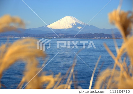 The sea and Mt. Fuji seen through the grass 113184710