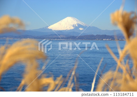 The sea and Mt. Fuji seen through the grass The sea and Mt. Fuji seen through the grass 113184711