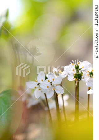 Baikaouren 113184863