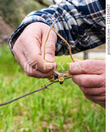 Farmer performs tying of shoots in the vineyard in winter. Agriculture. 113184927