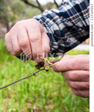 Farmer performs tying of shoots in the vineyard in winter. Agriculture. Farmer performs tying of shoots in the vineyard in winter. Agriculture. 113184937