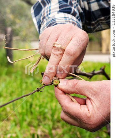 Farmer performs tying of shoots in the vineyard in winter. Agriculture. Farmer performs tying of shoots in the vineyard in winter. Agriculture. 113184939