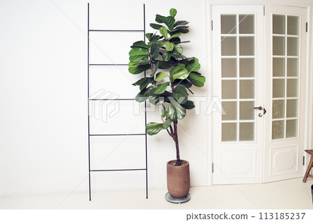 Interior design with plant Ficus lyrata, door, ladder, green leaves. White background with copy space. Template, mock up for your design, items, art, decor. 113185237