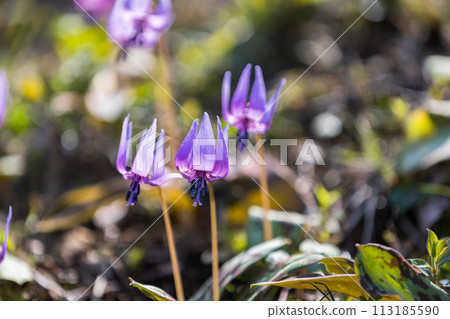 Katakuri, Sayama Hanatakuri no Sato, Mizuho-cho, Tokyo 113185590