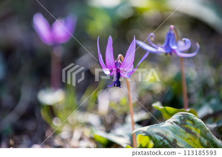 Katakuri, Sayama Hanatakuri no Sato, Mizuho-cho, Tokyo 113185593