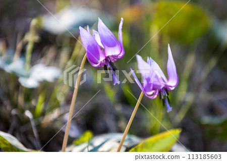 Katakuri, Sayama Hanatakuri no Sato, Mizuho-cho, Tokyo 113185603