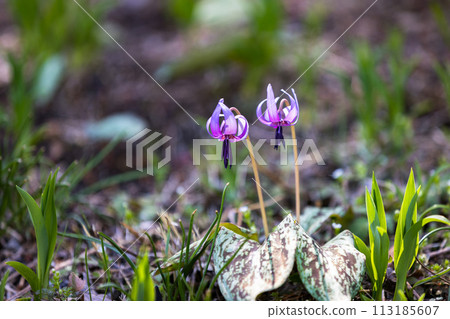 Katakuri, Sayama Hanatakuri no Sato, Mizuho-cho, Tokyo Katakuri, Sayama Hanatakuri no Sato, Mizuho-cho, Tokyo 113185607