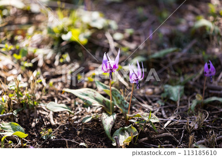 東京都瑞穗町狹山花栗之里卡塔栗 113185610