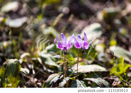 Katakuri, Sayama Hanatakuri no Sato, Mizuho-cho, Tokyo 113185613