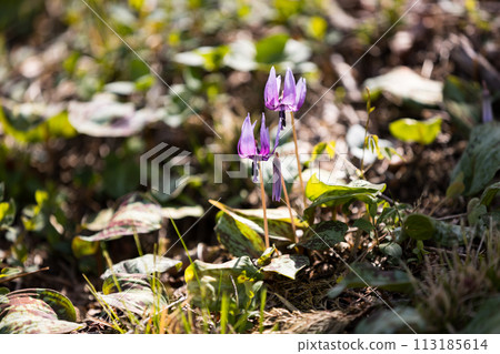Katakuri, Sayama Hanatakuri no Sato, Mizuho-cho, Tokyo Katakuri, Sayama Hanatakuri no Sato, Mizuho-cho, Tokyo 113185614