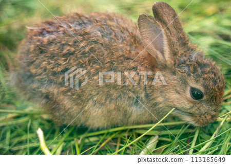 Child rabbit Child rabbit 113185649