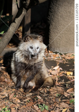 Japanese raccoon dog sitting and staring 113185709