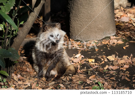Portrait of a sitting raccoon 113185710