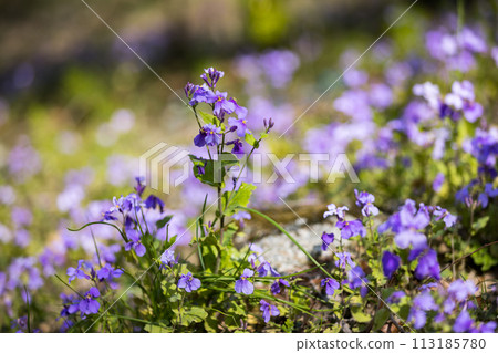 Murasakihanana, Sayama Hanatakuri no Sato, Mizuho-cho, Tokyo 113185780