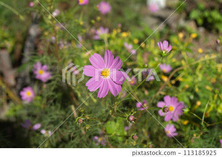 Blooming pink cosmos Blooming pink cosmos 113185925