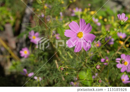 Blooming pink cosmos Blooming pink cosmos 113185926