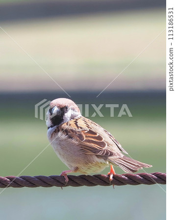 A sparrow taking a short break on a rope 113186531