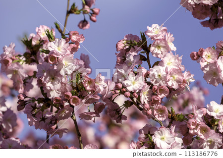 pink cherry blossoms 113186776