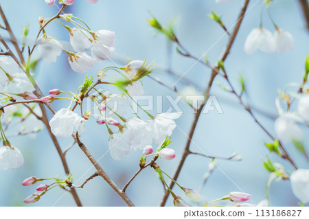 2024 年 4 月東京櫻花盛開 113186827