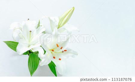 Offering: White lily flower background photo, end-of-life planning, copy space Offering: White lily flower background photo, end-of-life planning, copy space 113187076