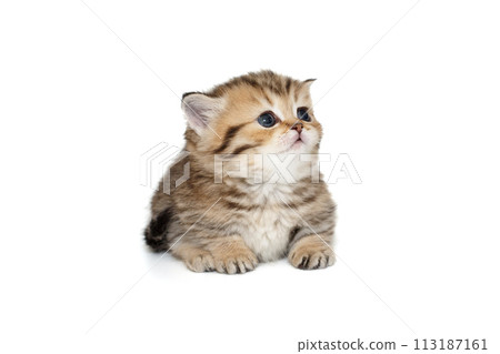 Small, striped Scottish kitten lies and looks up 113187161