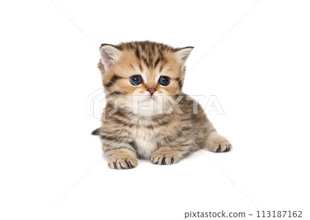 Small, striped Scottish kitten lies  on a white background. 113187162