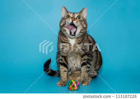 Big beautiful gray cat is sitting and licking his lips. Big beautiful gray cat is sitting and licking his lips. 113187226