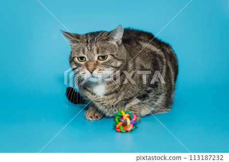 Very sad stray cat is sitting  with a toy 113187232