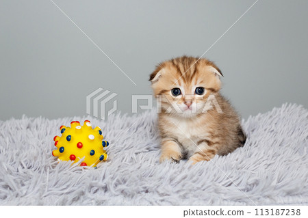 Scottish fold kitten, sits on a grey, fur rug 113187238