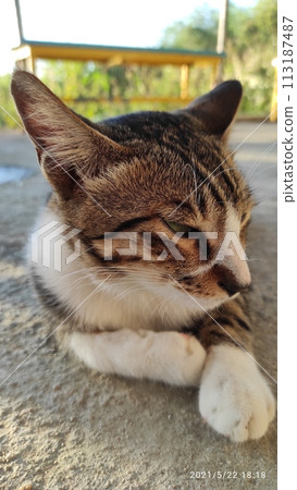 A leisurely and contented cat can be described as carefree, relaxed, laid-back, lazy, serene, tranquil, peaceful, elegant, blissful, serene, pleasant, comfortable, enjoyable, easygoing, unhurried 113187487