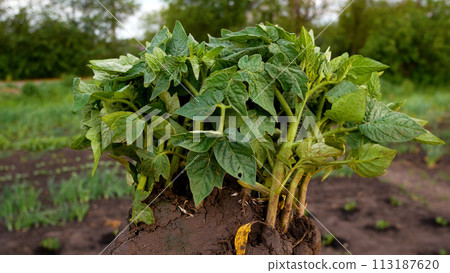 Tomato seedlings, tomatoes on the background of the ground and beds in spring. Planting tomato seedlings in spring. 113187620