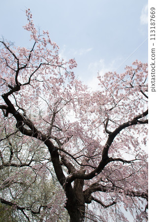 Weeping cherry tree 113187669