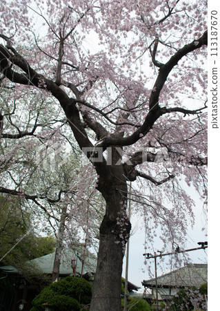 Weeping cherry tree Weeping cherry tree 113187670