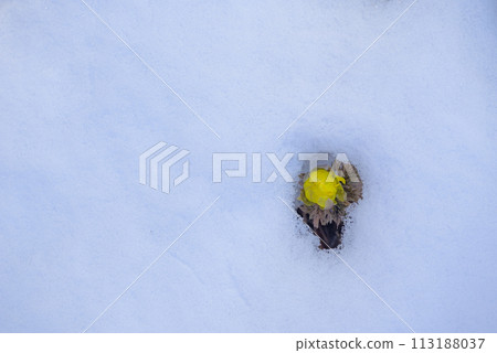 Fukujuso peeking out from under the snow [Akanuda Fukujuso colony area] 113188037