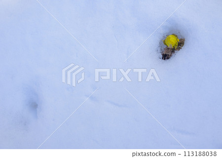 Fukujuso peeking out from under the snow [Akanuda Fukujuso colony area] 113188038