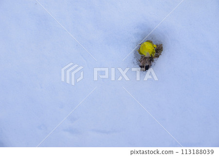 Fukujuso peeking out from under the snow [Akanuda Fukujuso colony area] 113188039