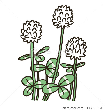 白三葉草 白三葉草 113188131