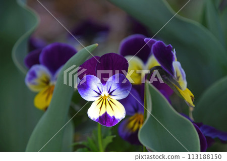 Viola 113188150