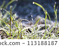 winter frost dew 113188187