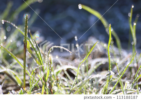 winter frost dew winter frost dew 113188187