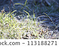 winter frost dew 113188271