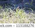 winter frost dew 113188276